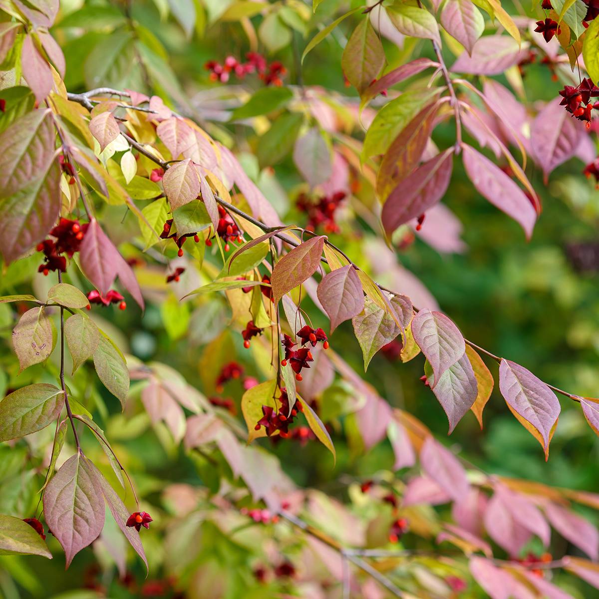 Promesse de Fleurs - Euonymus planipes - Fusain Pot de 2L/3L