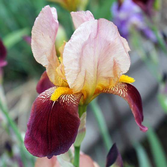 Iris germanica Agrippa - Iris des Jardins Godet de 8/9 cm