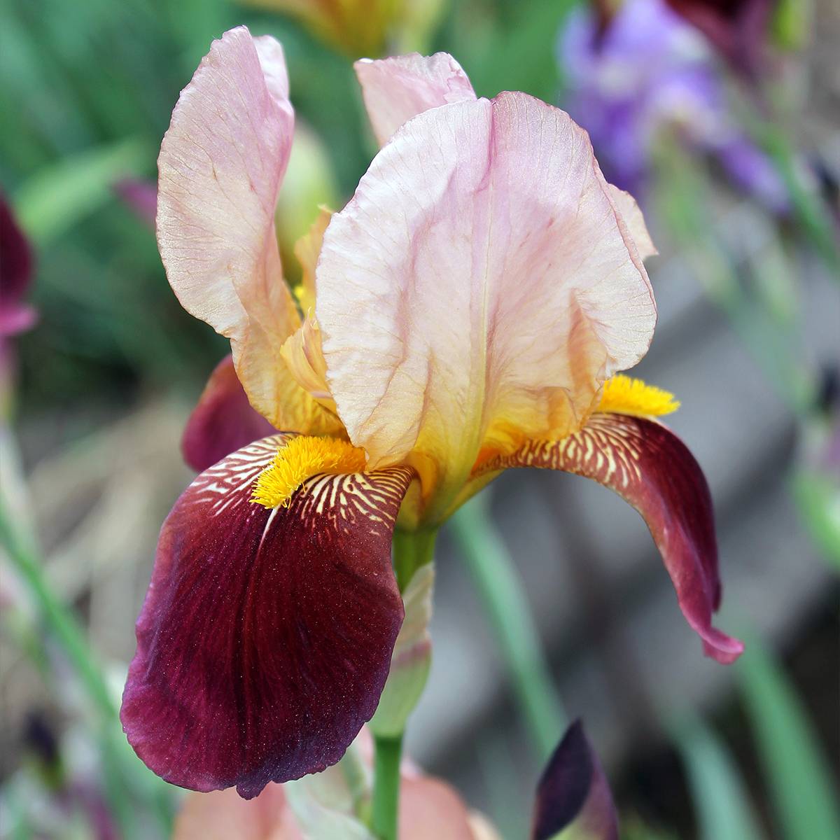 Iris germanica Agrippa - Iris des Jardins Godet de 8/9 cm