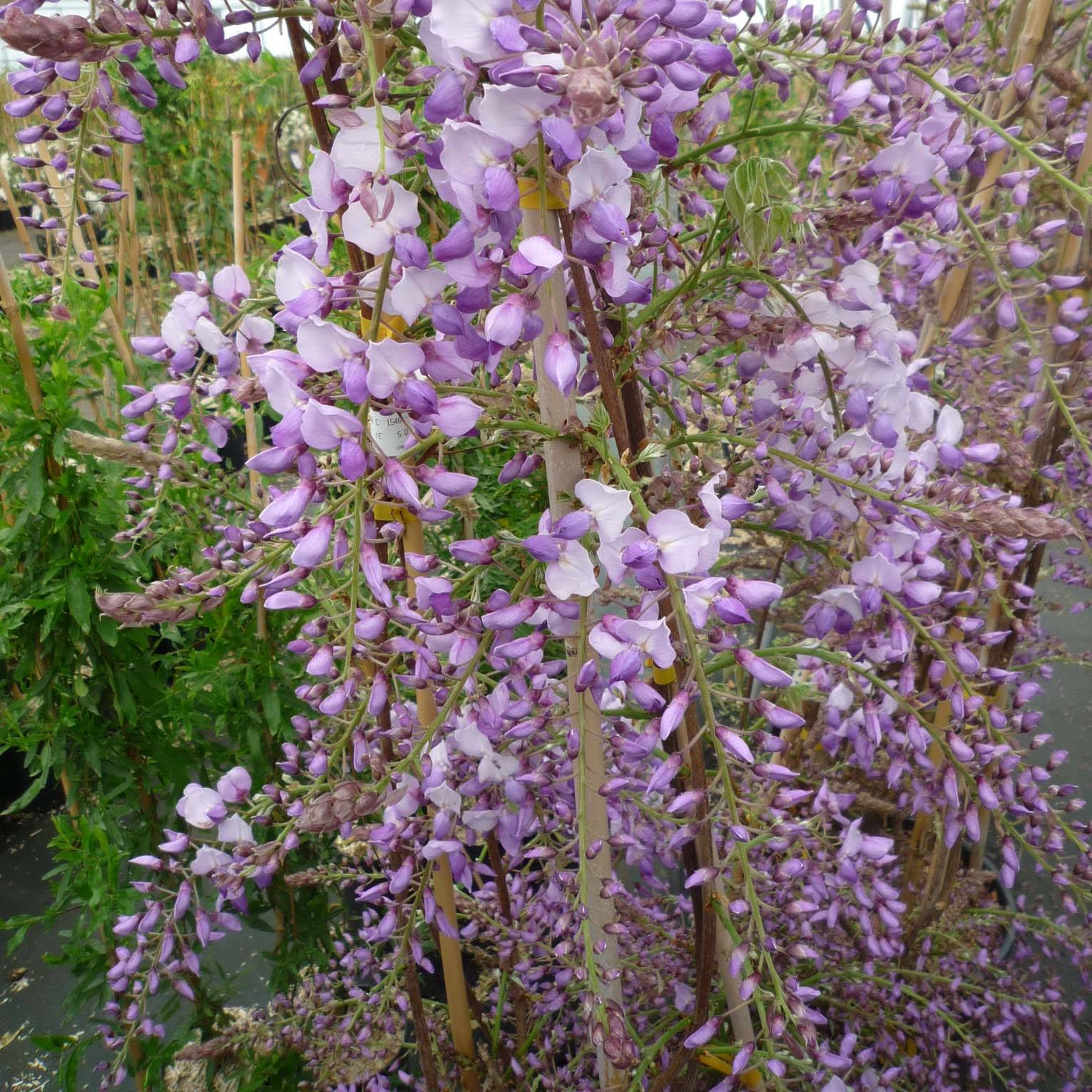 Glycine de Chine Caroline - Wisteria sinensis Pot de 2L/3L, Plant greffé de + de 18 mois