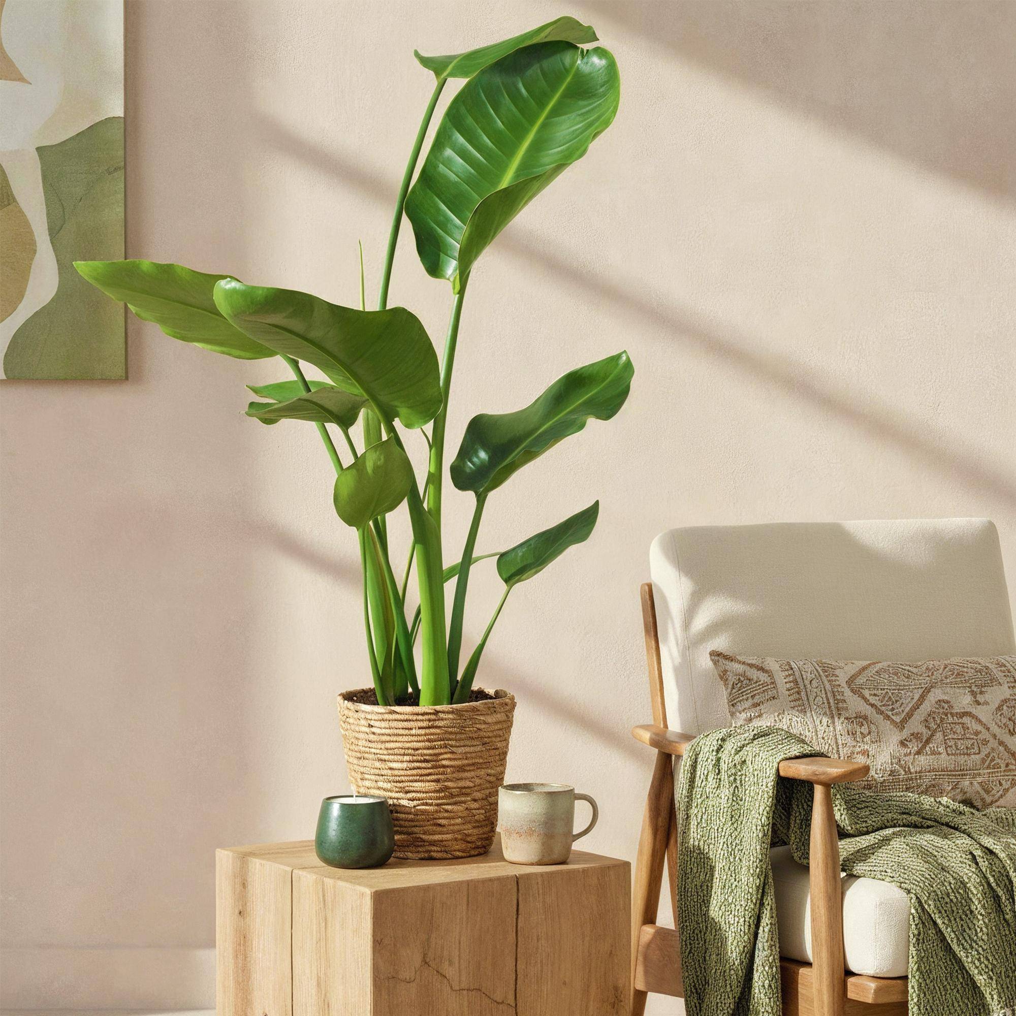Strelitzia Nicolai - Pot de 17cm - Sans cache-pot - Plantes d'intérieur - Image 4