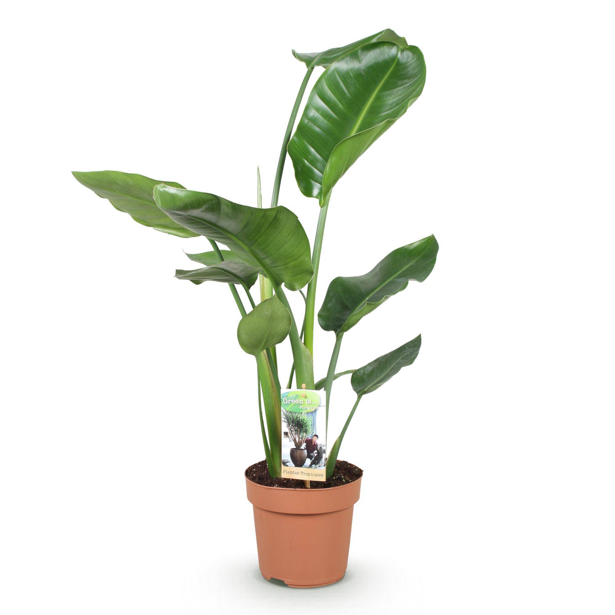 Strelitzia Nicolai - Pot de 17cm - Sans cache-pot - Plantes d'intérieur - Image 2