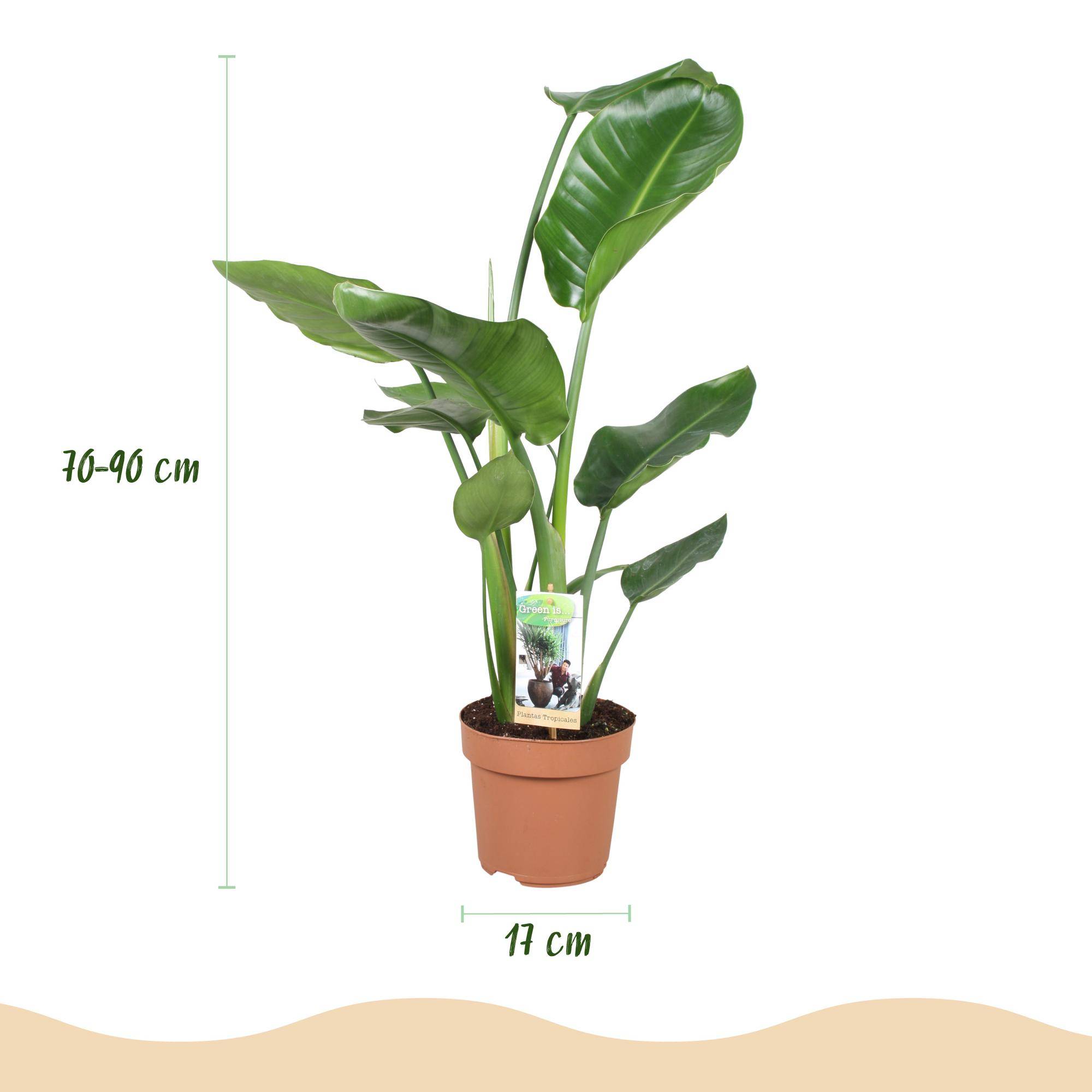 Strelitzia Nicolai - Pot de 17cm - Sans cache-pot - Plantes d'intérieur - Image 3