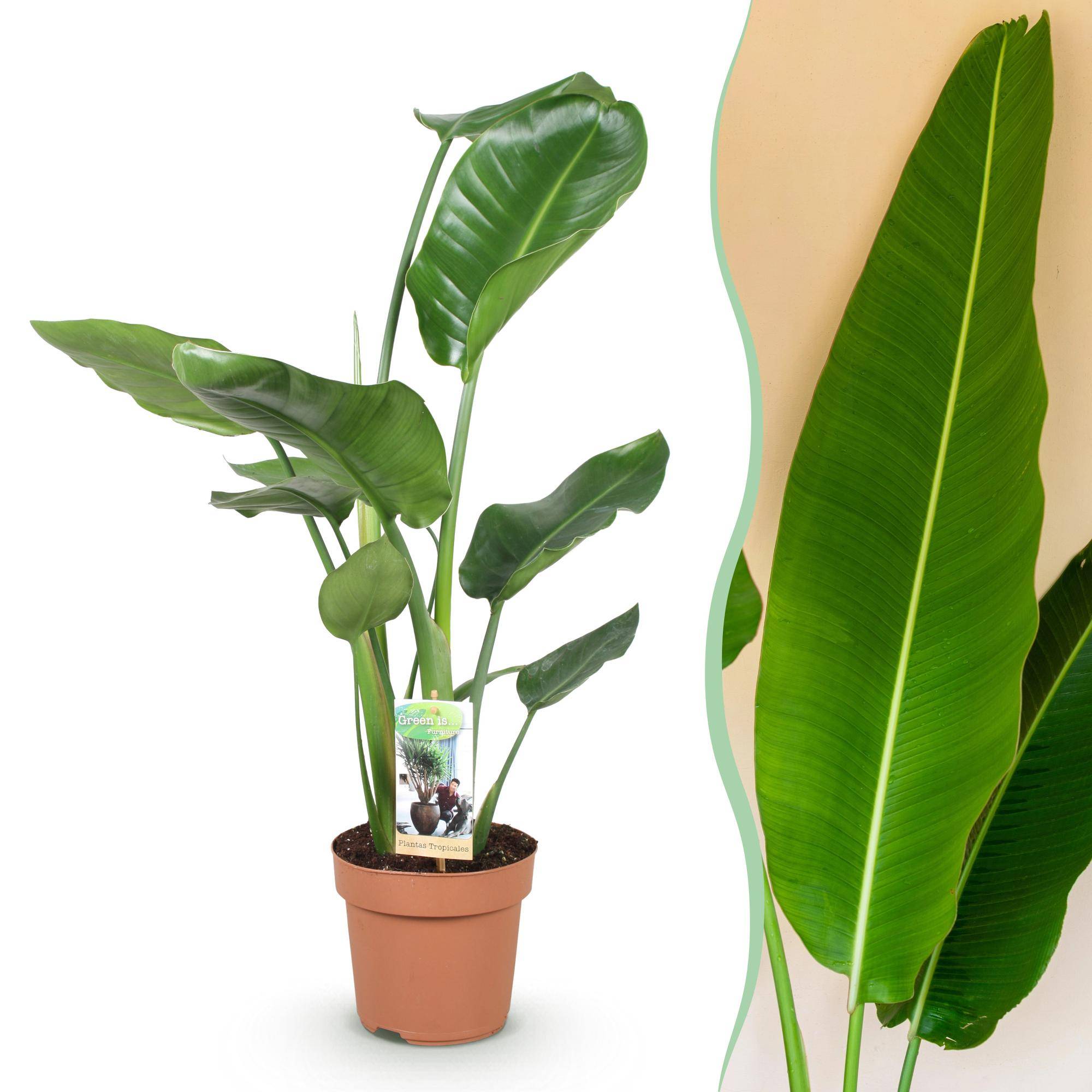 Strelitzia Nicolai - Pot de 17cm - Sans cache-pot - Plantes d'intérieur - Image 1