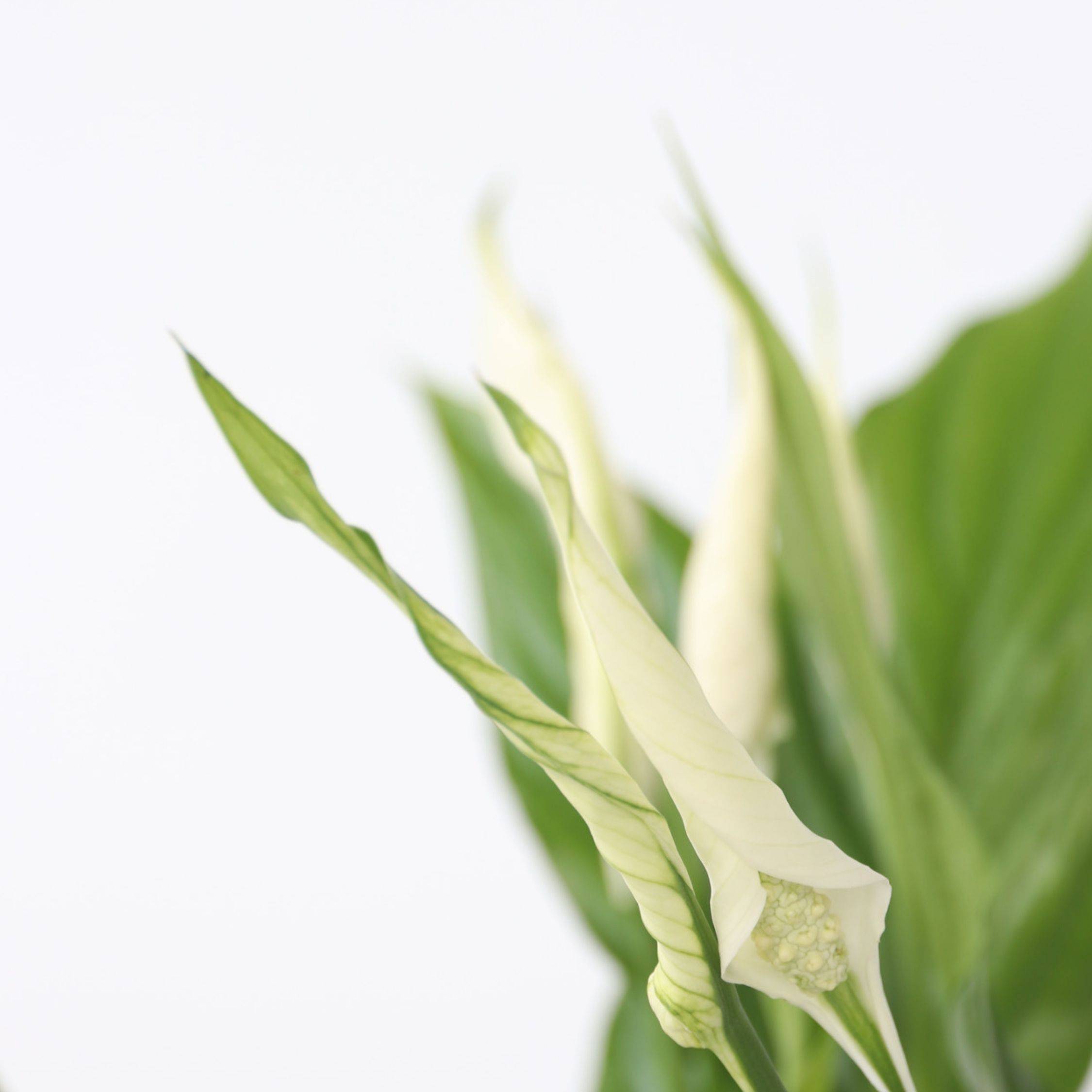 Plant In A Box - Fleur de lune - Spathiphyllum 'Torelli' - Hauteur 30-45cm - ⌀12cm - Image 4