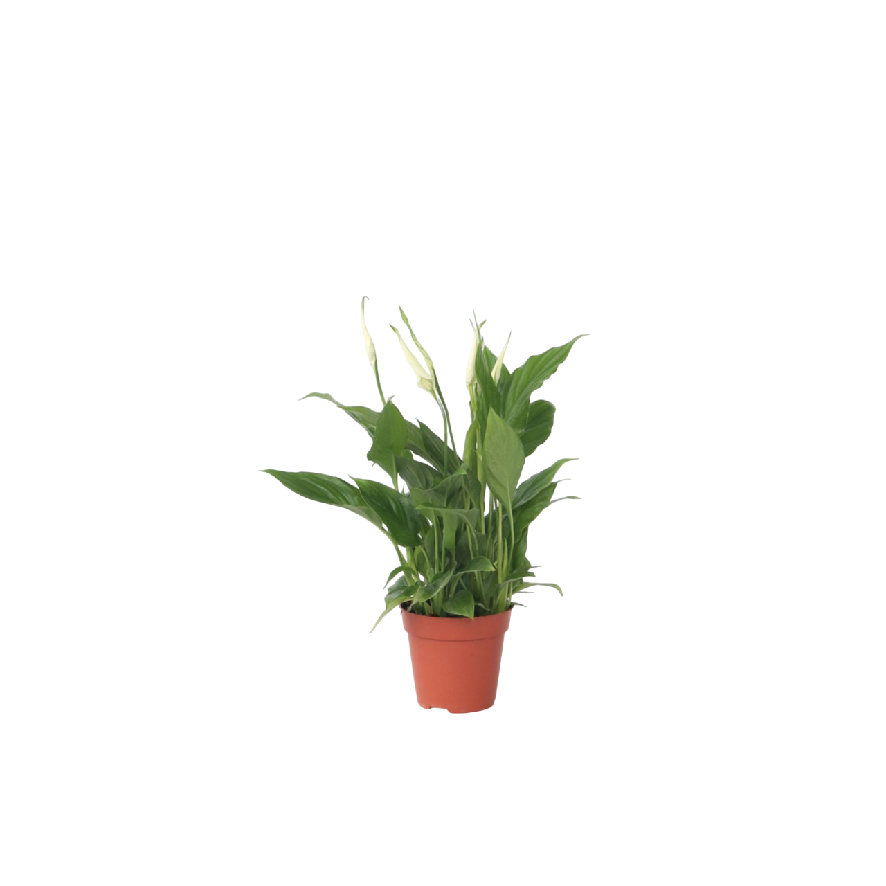 Plant In A Box - Fleur de lune - Spathiphyllum 'Torelli' - Hauteur 30-45cm - ⌀12cm - Image 1