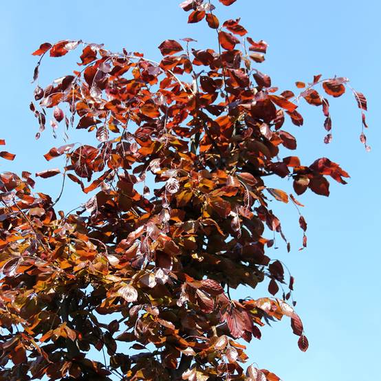 Fagus sylvatica Swat Magret - Hêtre pourpre Pot de 4L/5L - Image 1