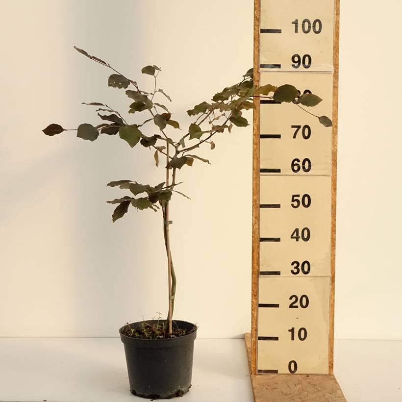Fagus sylvatica Swat Magret - Hêtre pourpre Pot de 4L/5L - Image 2