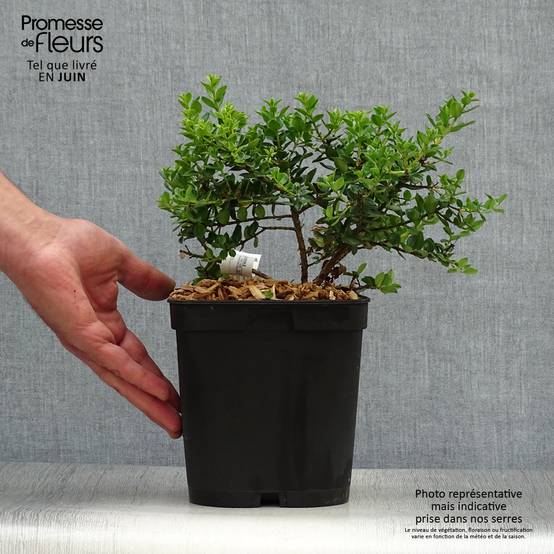 Metrosideros Ferris Wheel Pot de 3L/4L - Image 2