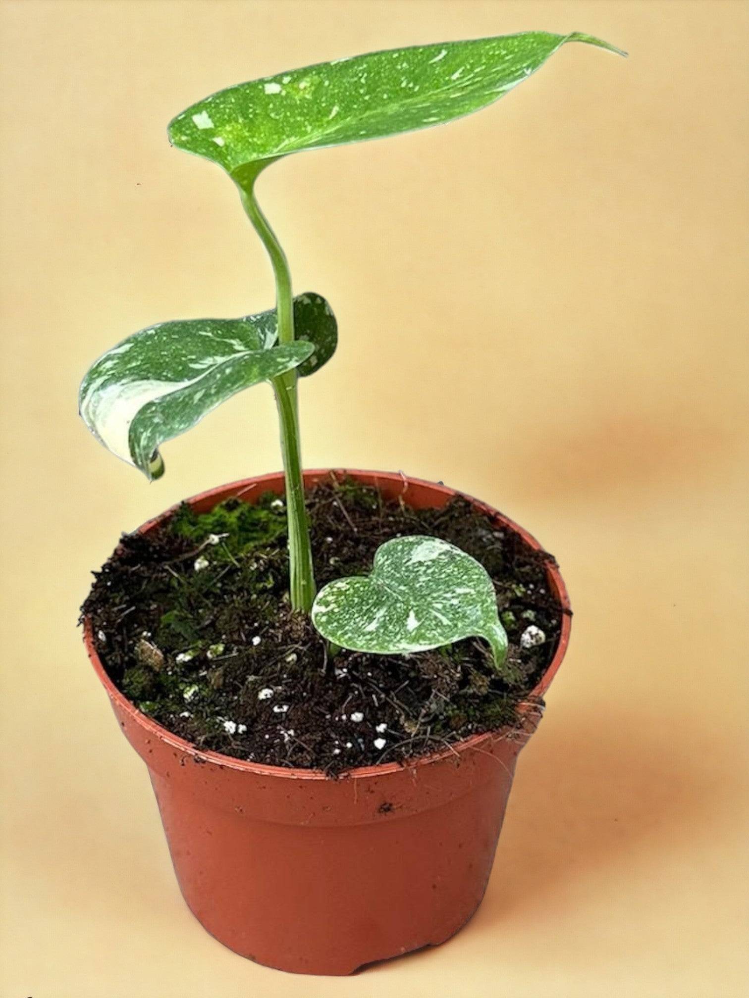 Monstera Deliciosa Thai Constellation- La Green Touch