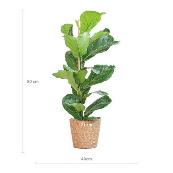 La Green Touch - Ficus Lyrata et Son Pot Panier Naturel - H80cm - Image 7