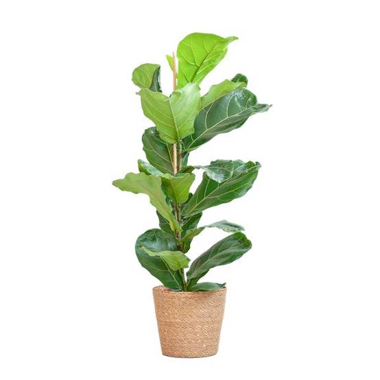 La Green Touch - Ficus Lyrata et Son Pot Panier Naturel - H80cm - Image 6