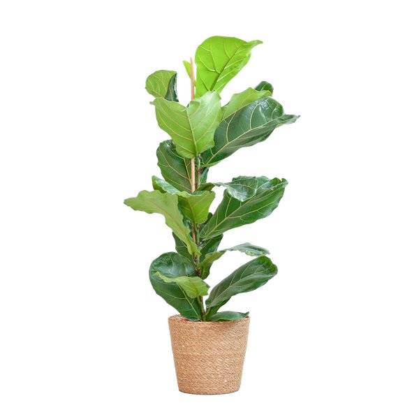 La Green Touch - Ficus Lyrata et Son Pot Panier Naturel - H80cm - Image 6