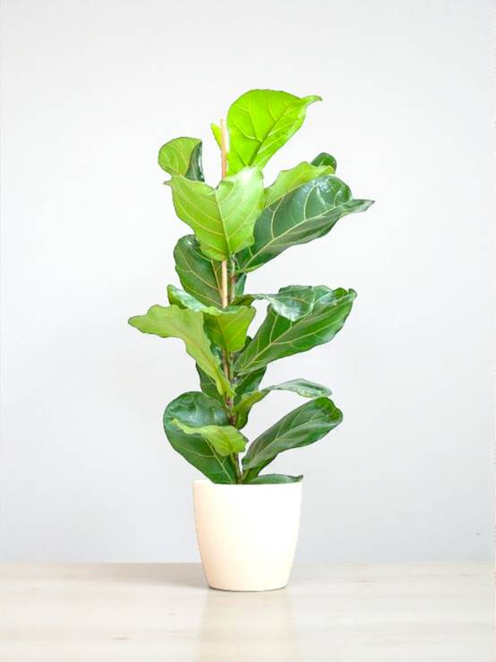 La Green Touch - Ficus Lyrata et Son Pot Panier Naturel - H80cm - Image 1