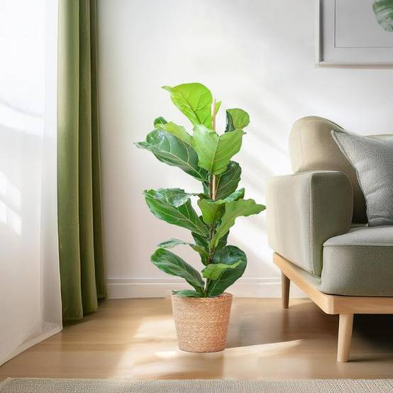 La Green Touch - Ficus Lyrata et Son Pot Panier Naturel - H80cm - Image 3