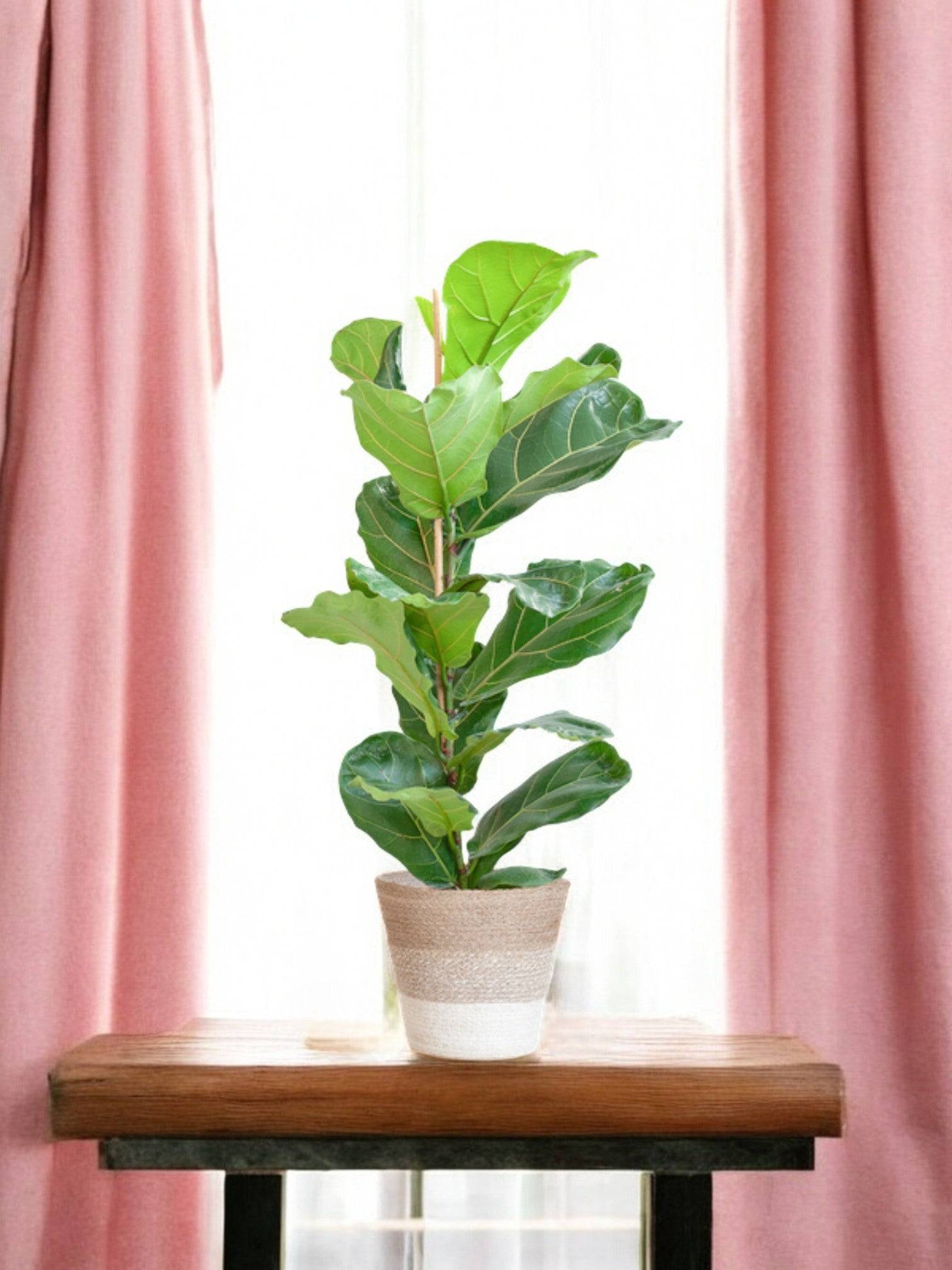La Green Touch - Ficus Lyrata et Son Pot Panier Naturel - H80cm - Image 2