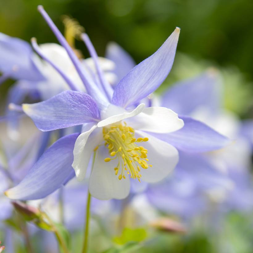 Graines d'Ancolie bleue à fleurs précoces - Aquilegia caerulea le sachet de 100 graines environ (0,15g)
