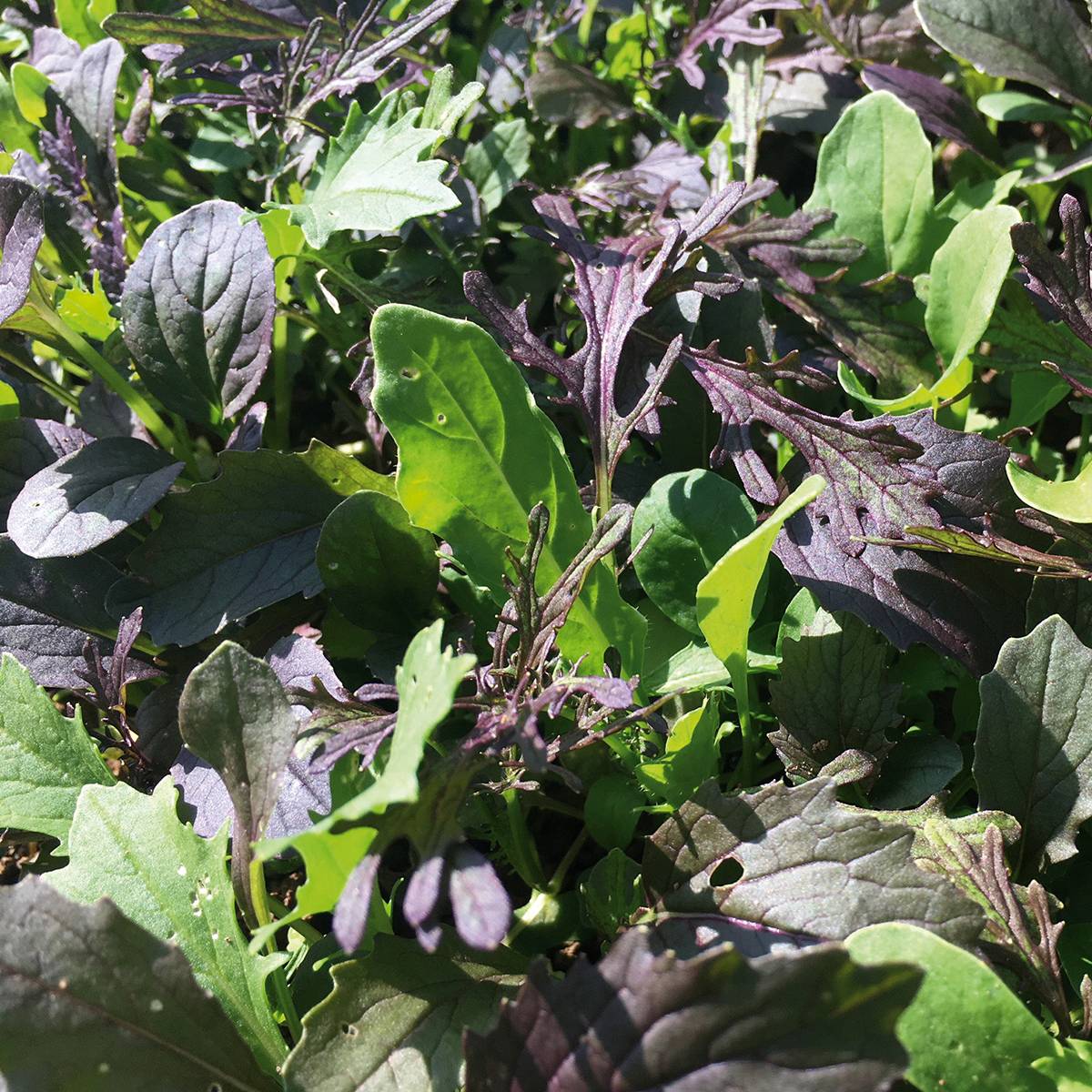 Salades à couper Dragon Mix BIO - Mesclun asiatique le sachet de 1000 graines environ (2g)