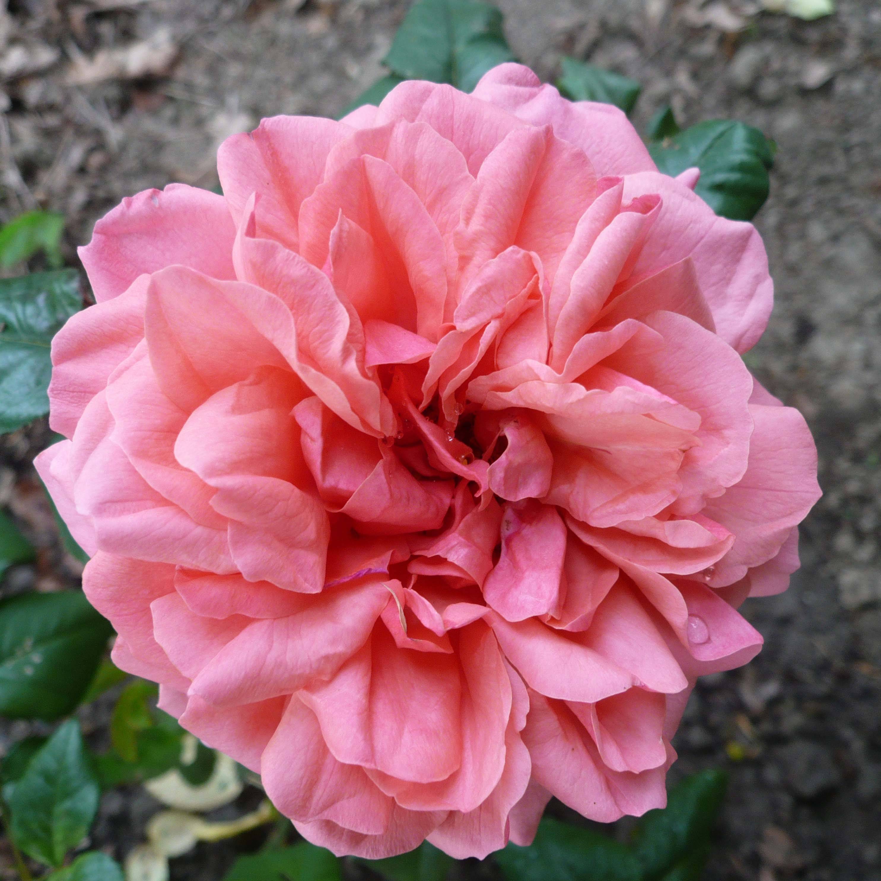Promesse de Fleurs - Rosier anglais English Legend Sir Lancelot Pot de 4L/5L
