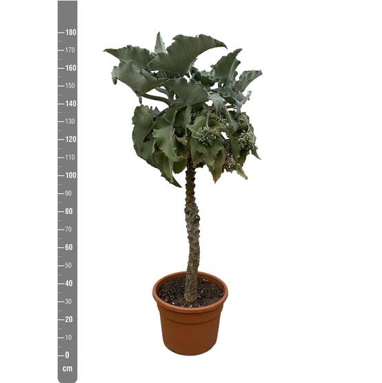 Kalanchoë Beharensis Stam - D35 H150cm - Image 2