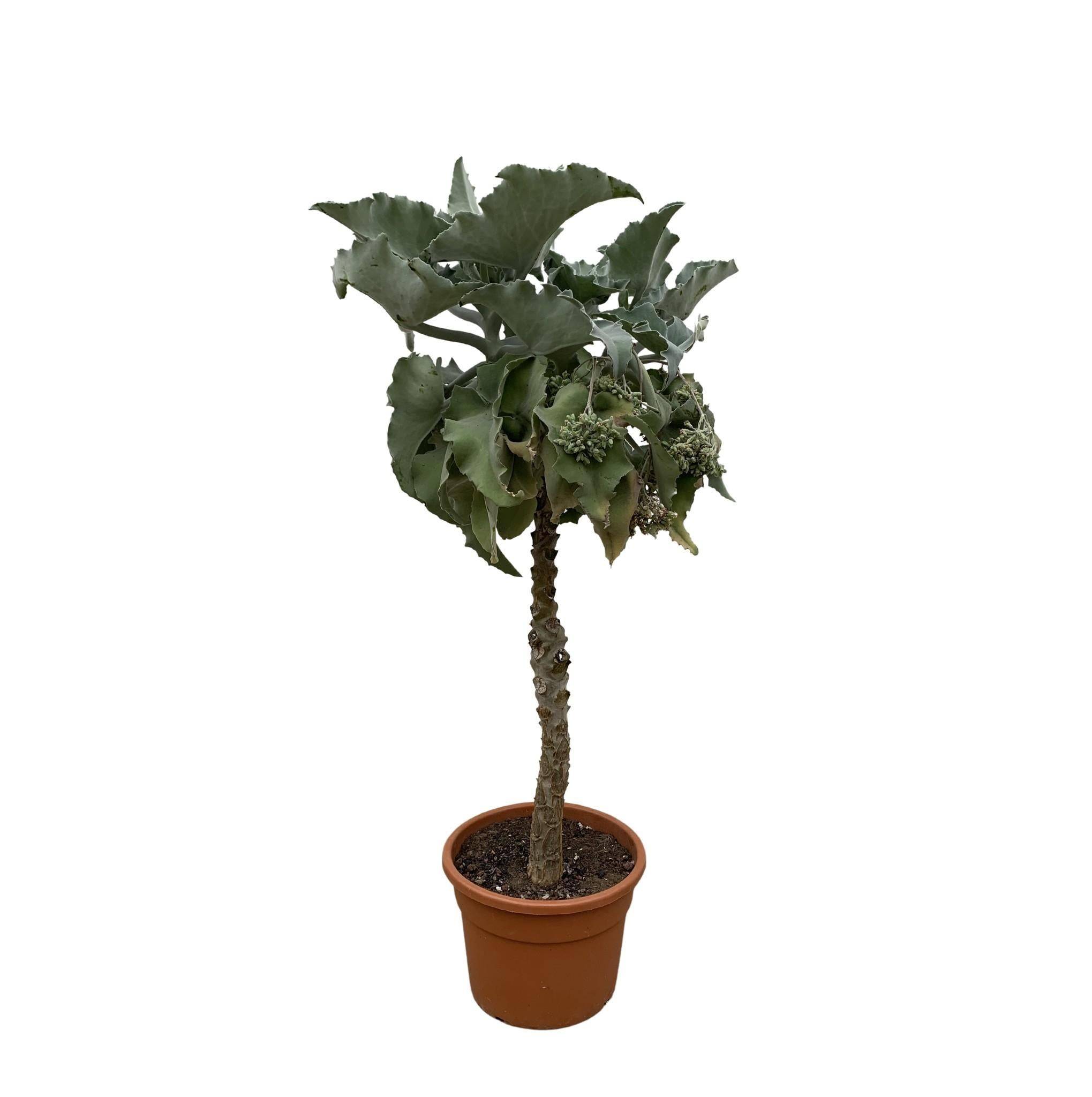 Kalanchoë Beharensis Stam - D35 H150cm - Image 1