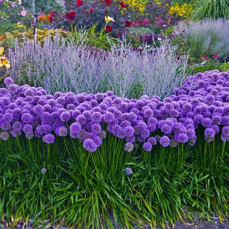 3 Ails d'Ornement (Allium 'Millenium') - Lot de 3 vivaces - Pépinières Naudet - Image 1