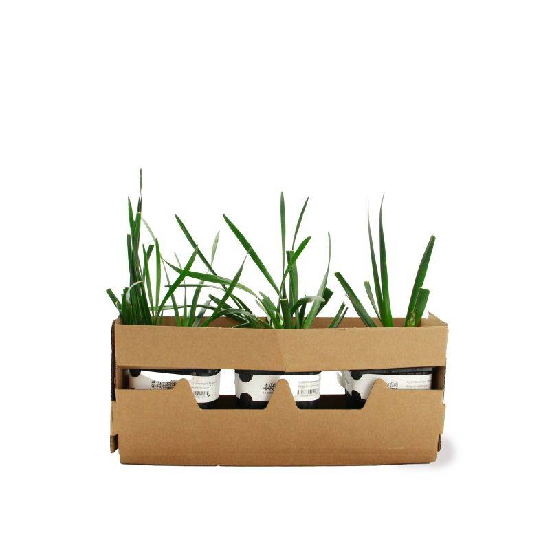 3 Ails d'Ornement (Allium 'Millenium') - Lot de 3 vivaces - Pépinières Naudet - Image 4