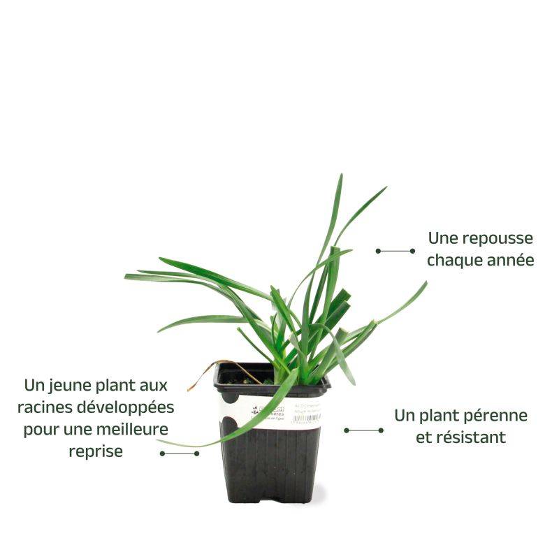 3 Ails d'Ornement (Allium 'Millenium') - Lot de 3 vivaces - Pépinières Naudet - Image 3