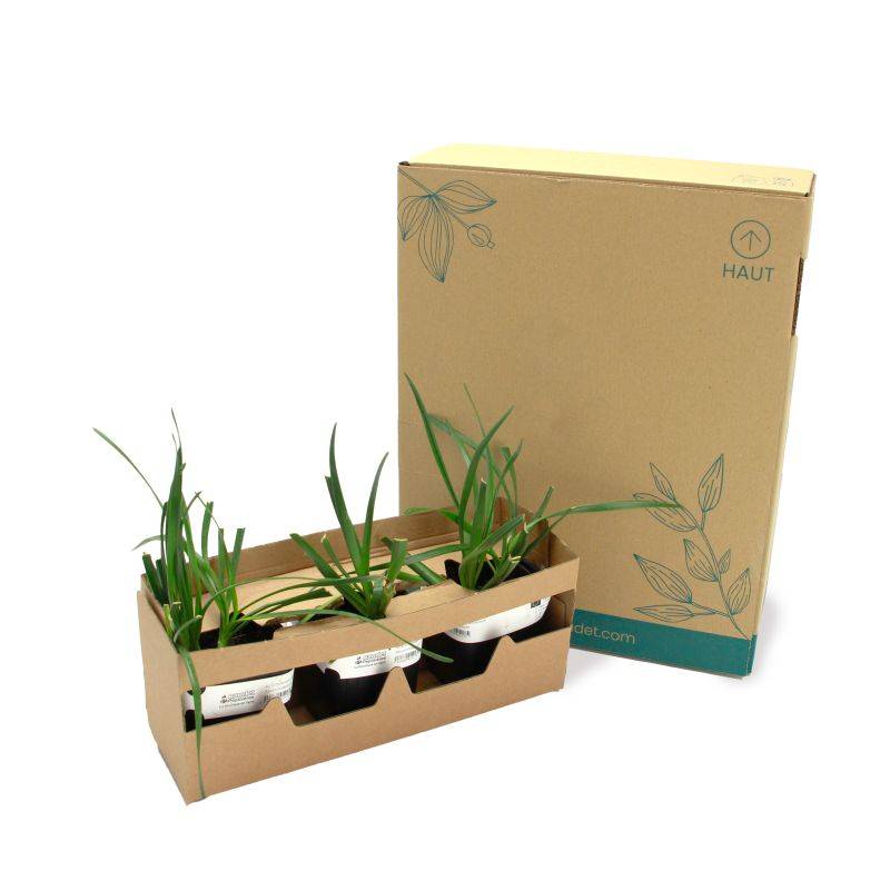 3 Ails d'Ornement (Allium 'Millenium') - Lot de 3 vivaces - Pépinières Naudet - Image 5