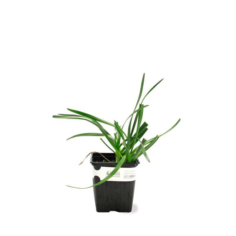 3 Ails d'Ornement (Allium 'Millenium') - Lot de 3 vivaces - Pépinières Naudet - Image 2