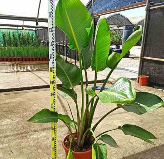 Sans Marque - Strelitzia augusta ou strelitzia alba (Oiseaux du paradis géant) Couleur floraison:blanc et bleu - Taille:Pot 16L - plusieurs pieds - 125/150cm - Image 3