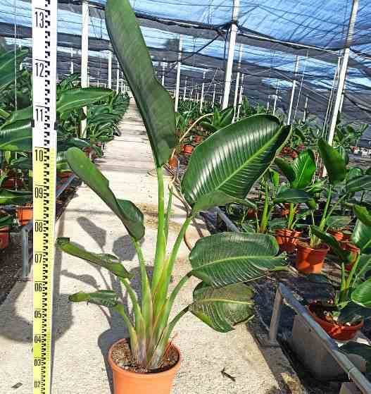 Sans Marque - Strelitzia augusta ou strelitzia alba (Oiseaux du paradis géant) Couleur floraison:blanc et bleu - Taille:Pot 16L - plusieurs pieds - 125/150cm - Image 1