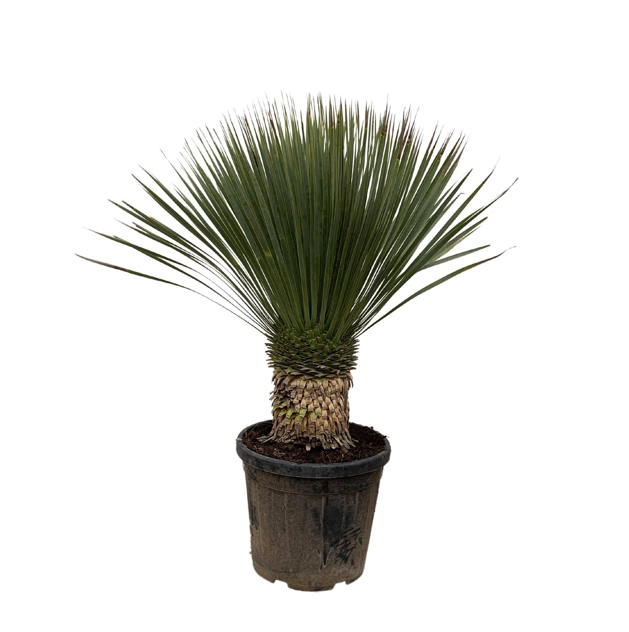 Yucca Rostrata - D38 H100cm - Image 1