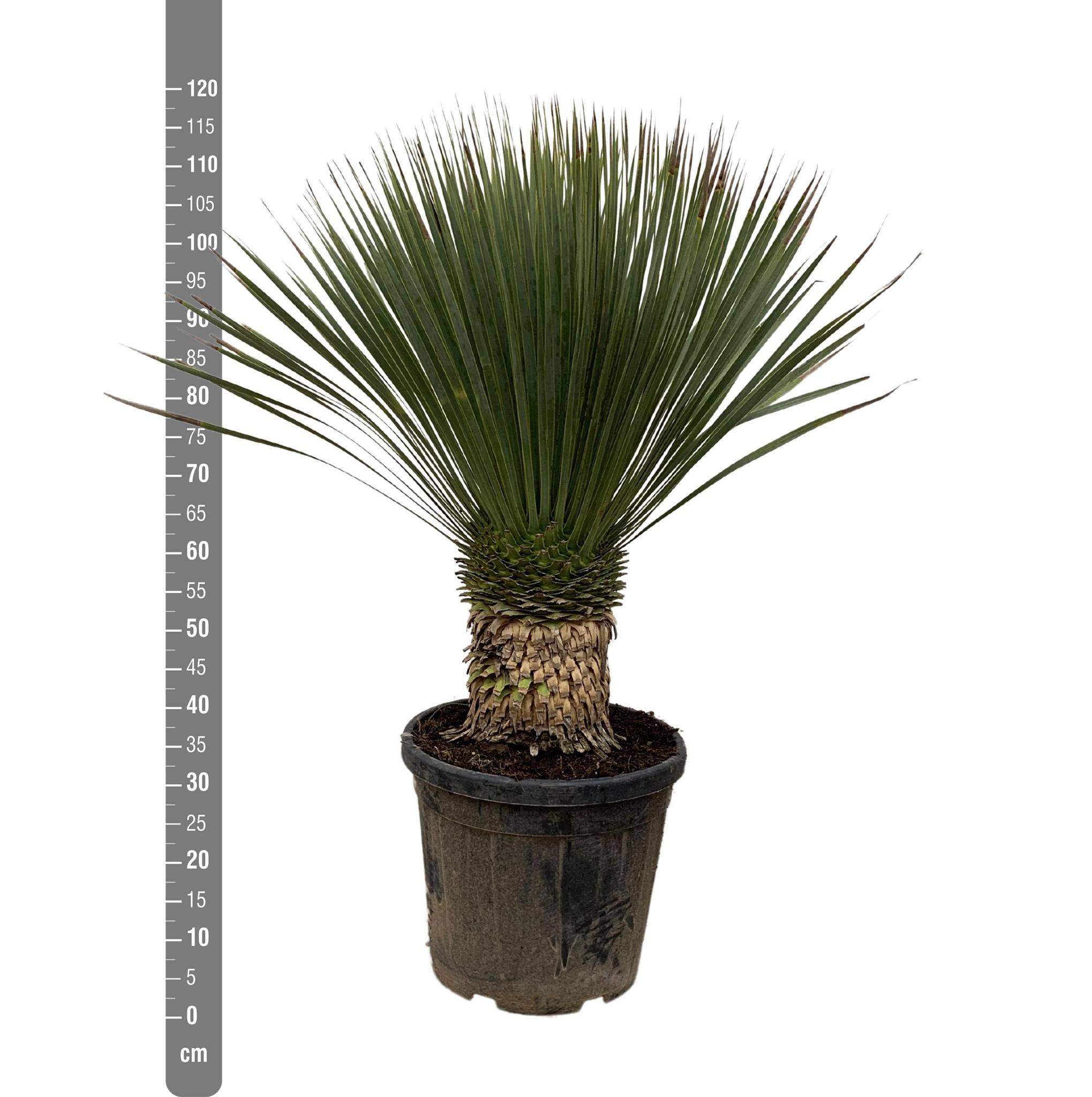 Yucca Rostrata - D38 H100cm - Image 2