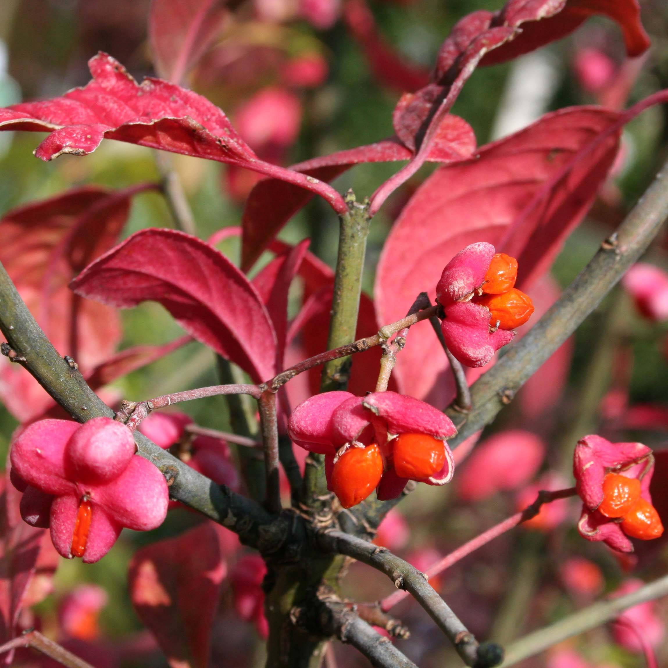 Promesse de Fleurs - Euonymus europaeus Red Cascade - Fusain d'Europe Godet de 8/9 cm