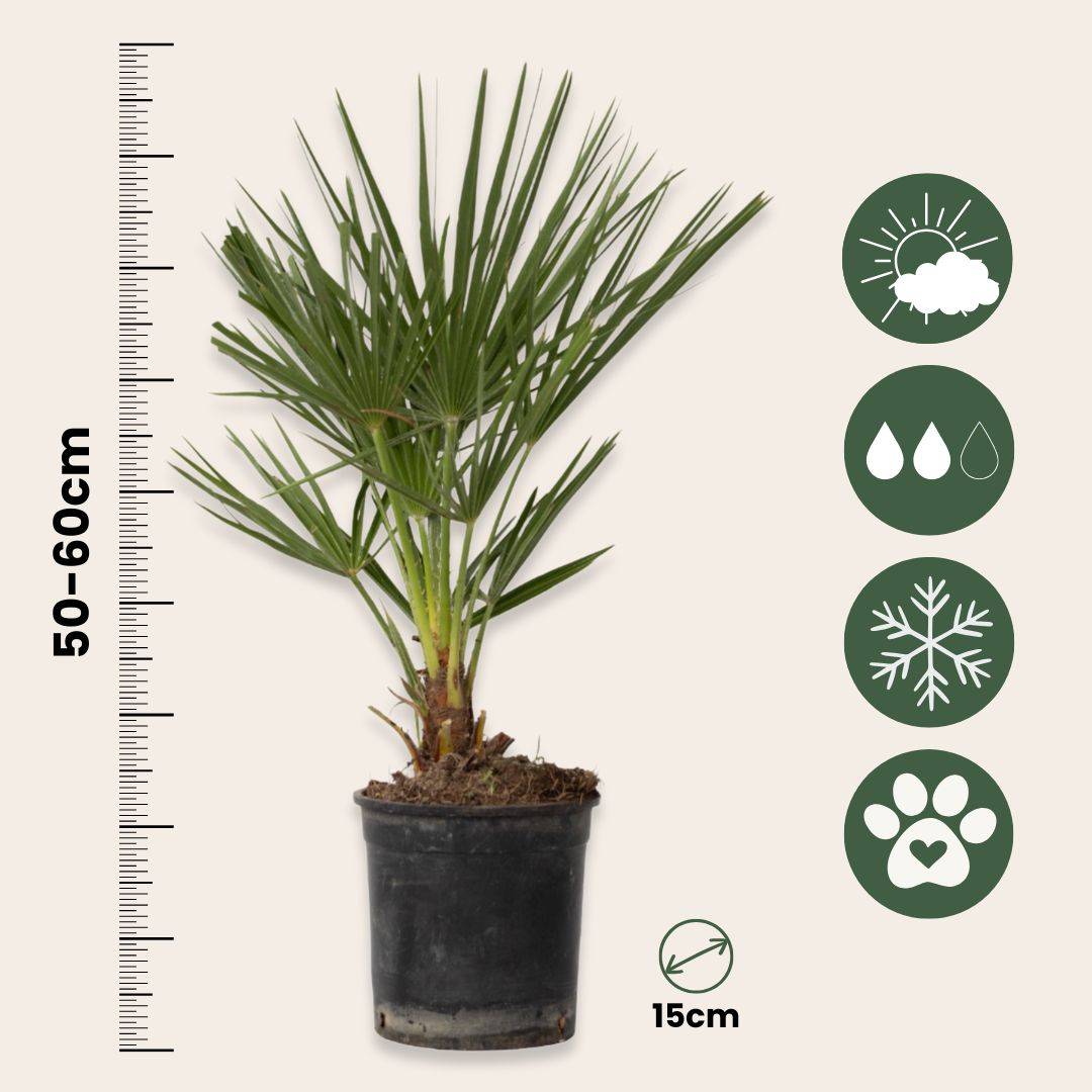 Palmier nain - Chamaerops humilis - Hauteur 50-60cm - ⌀15cm - Image 6