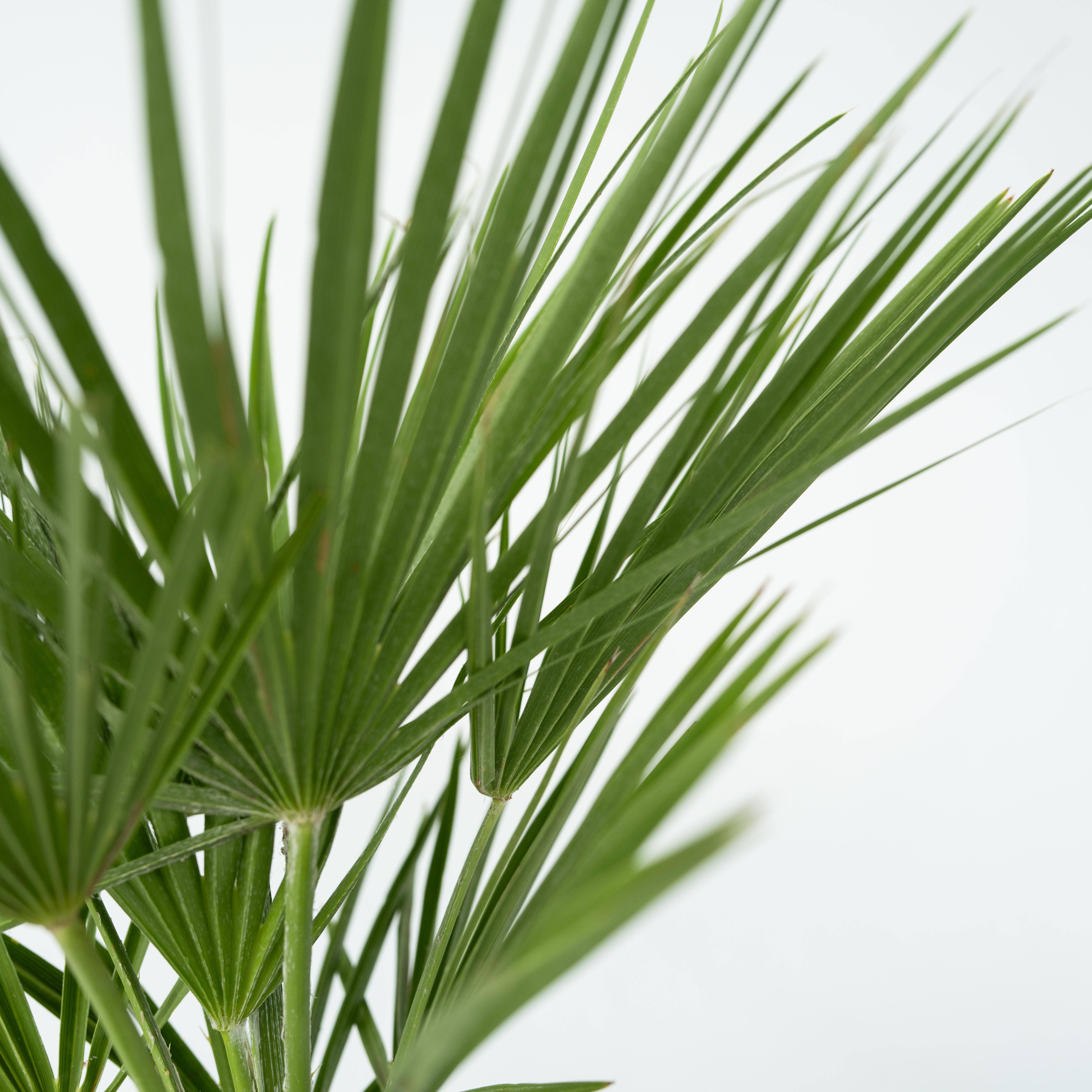 Palmier nain - Chamaerops humilis - Hauteur 50-60cm - ⌀15cm - Image 5