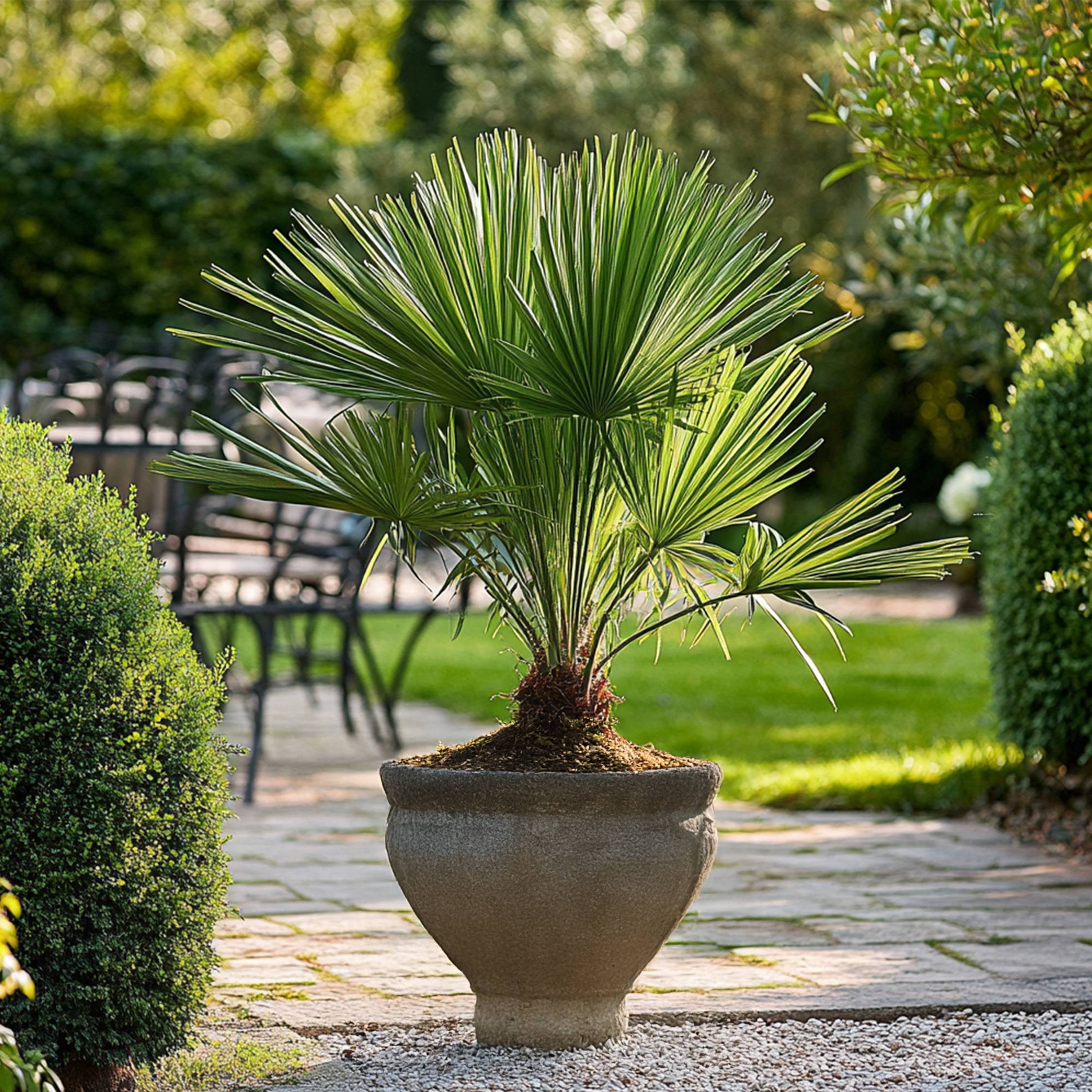 Palmier nain - Chamaerops humilis - Hauteur 50-60cm - ⌀15cm - Image 3
