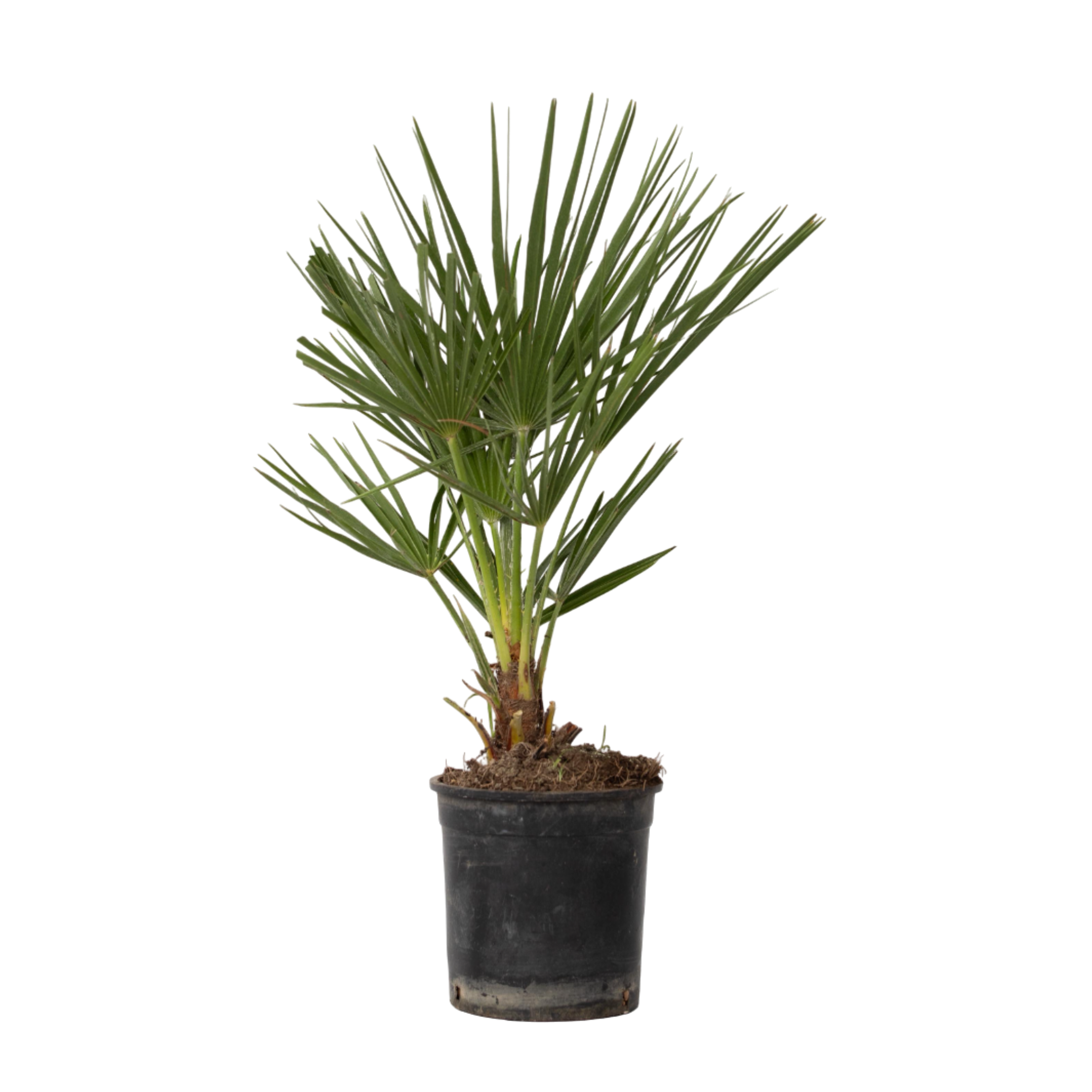 Palmier nain - Chamaerops humilis - Hauteur 50-60cm - ⌀15cm - Image 1