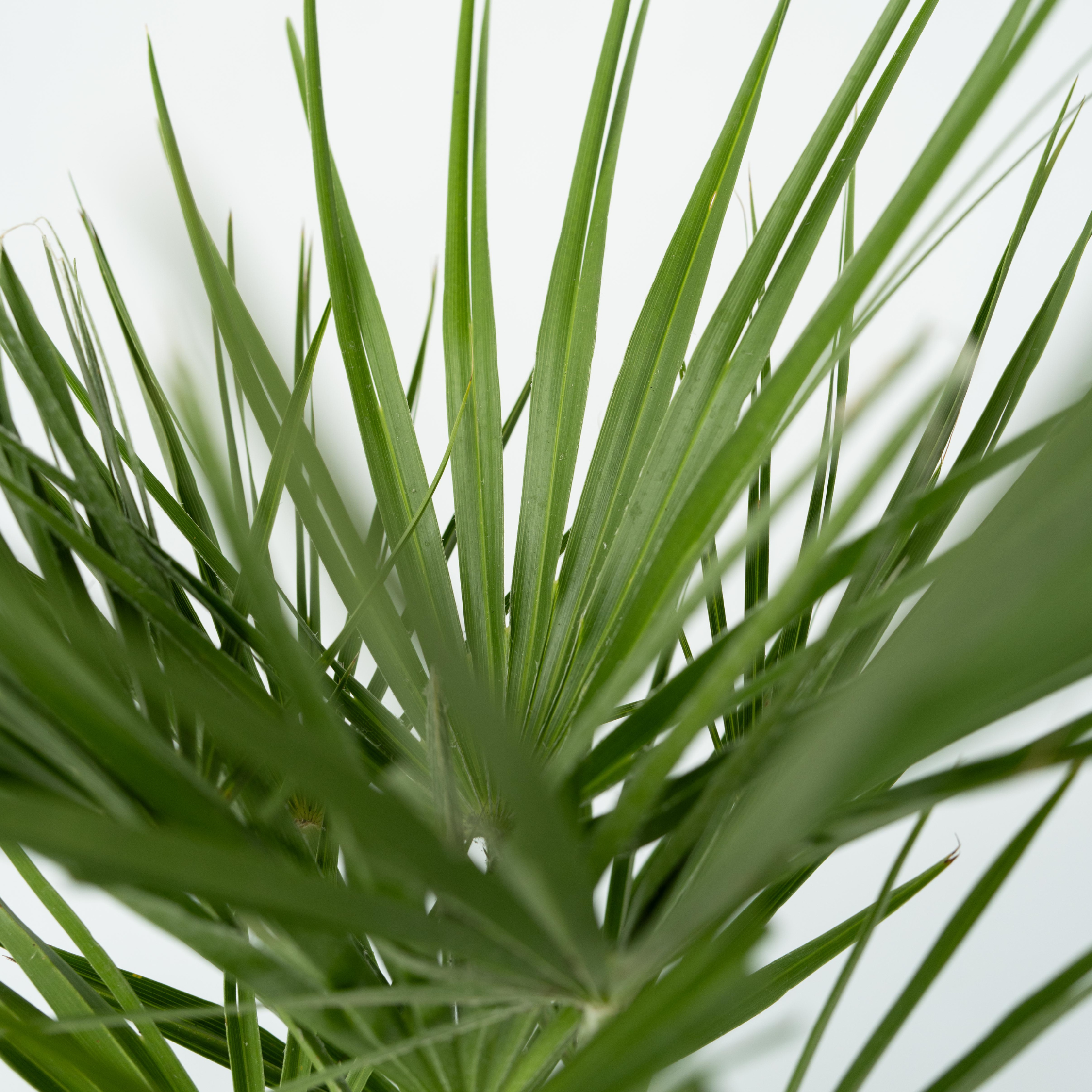 Palmier nain - Chamaerops humilis - Hauteur 50-60cm - ⌀15cm - Image 4