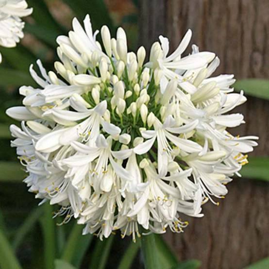 Agapanthe africanus (umbellatus) Albus Pot de 2L/3L