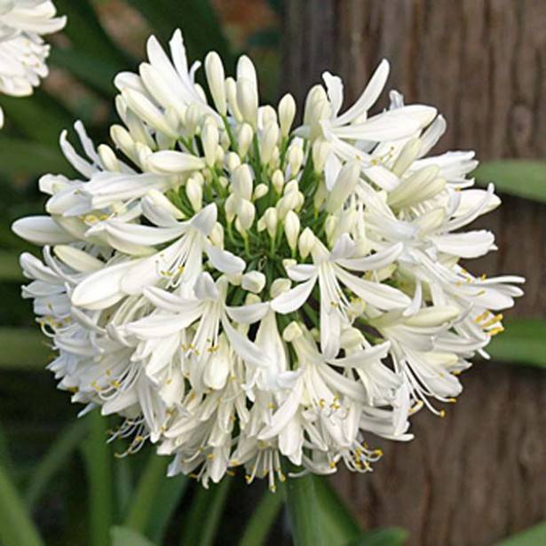 Agapanthe africanus (umbellatus) Albus Pot de 2L/3L
