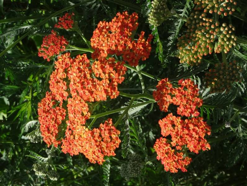 Promesse de Fleurs - Achillée millefolium Terracotta Godet de 8/9 cm - Image 2