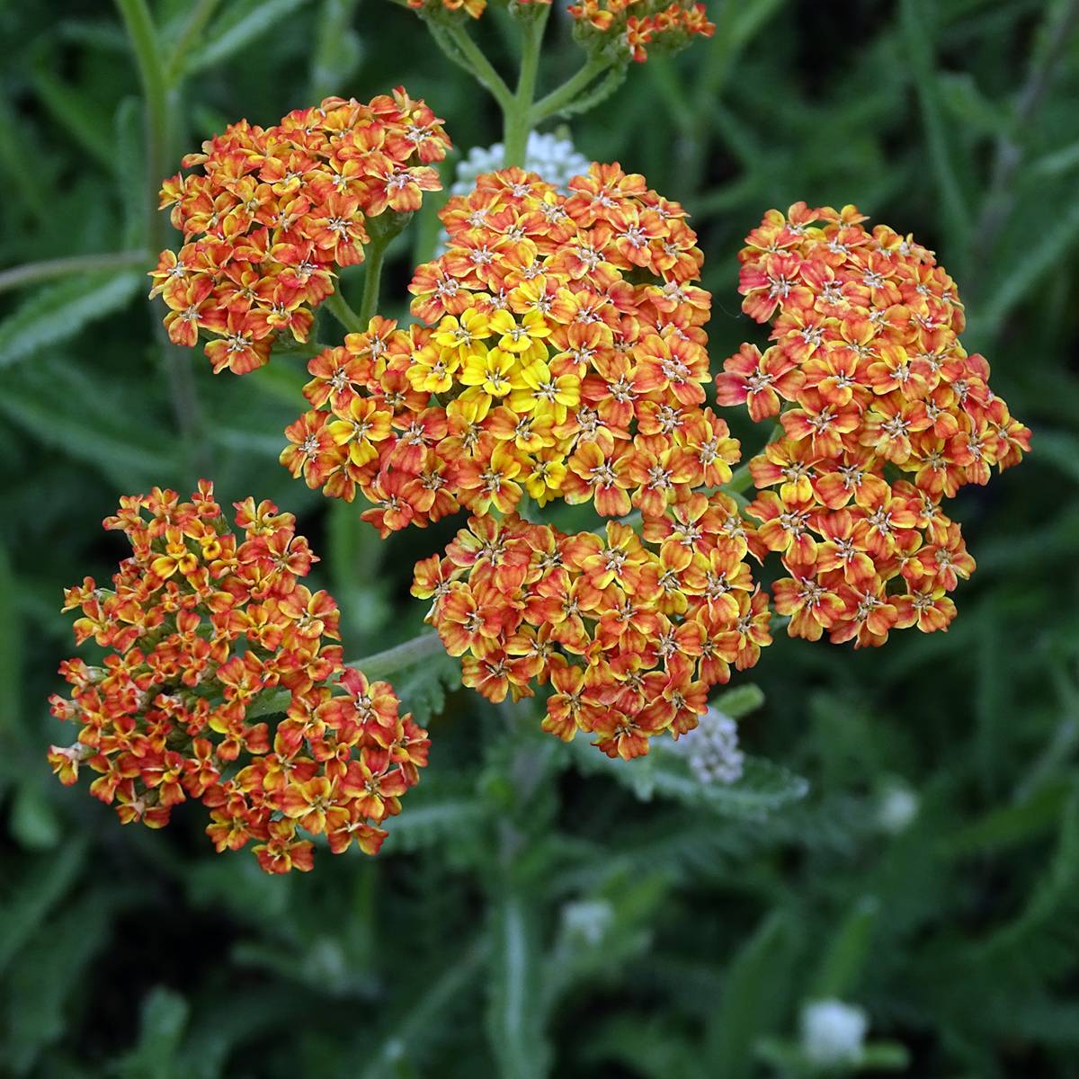 Promesse de Fleurs - Achillée millefolium Terracotta Godet de 8/9 cm - Image 1