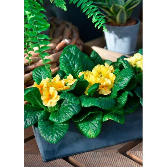 Jardinière en plastique recyclé - Gris anthracite - Novavita - Image 2