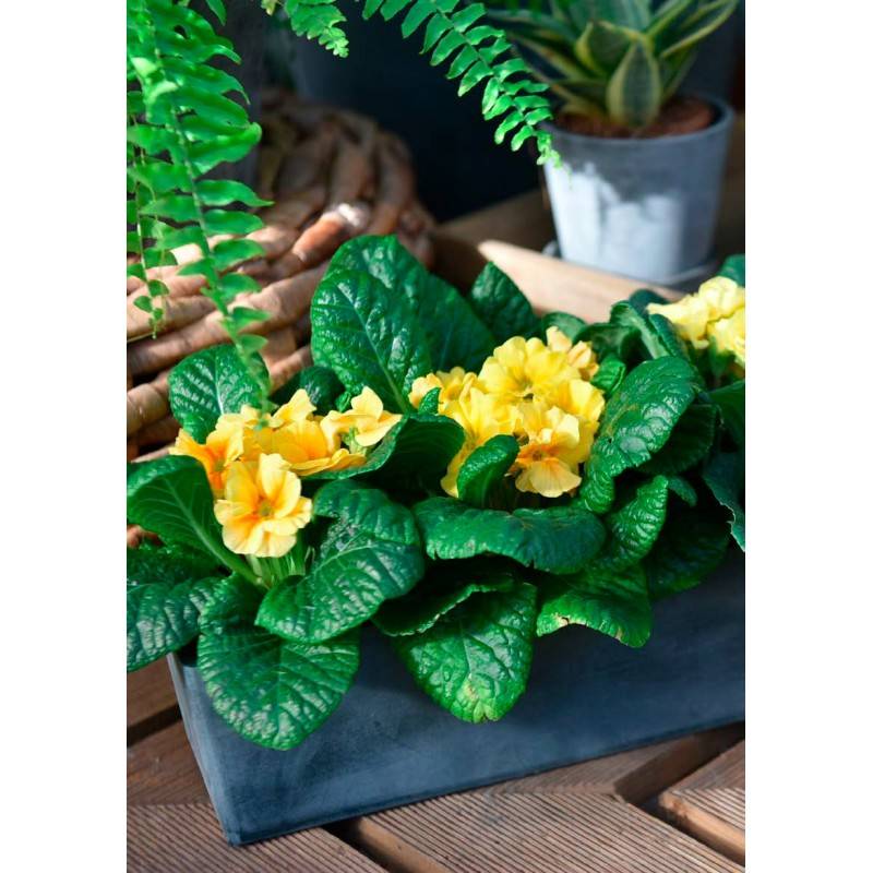 Jardinière en plastique recyclé - Gris anthracite  - Novavita - Image 2