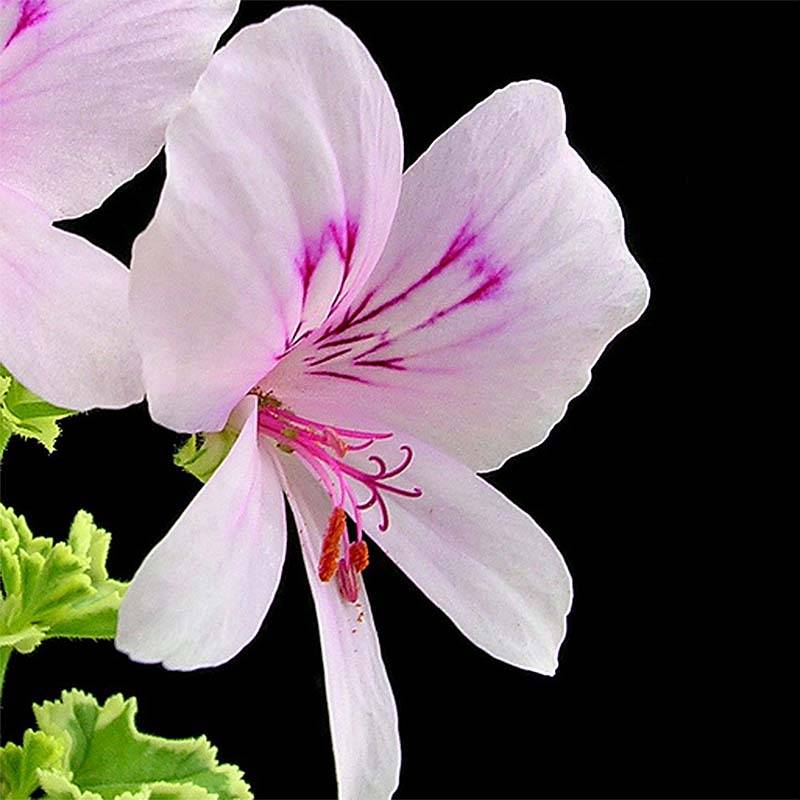 Promesse de Fleurs - Pélargonium odorant crispum Variegatum - Géranium d'odeur panaché au parfum de citron. Godet de 7/8 cm