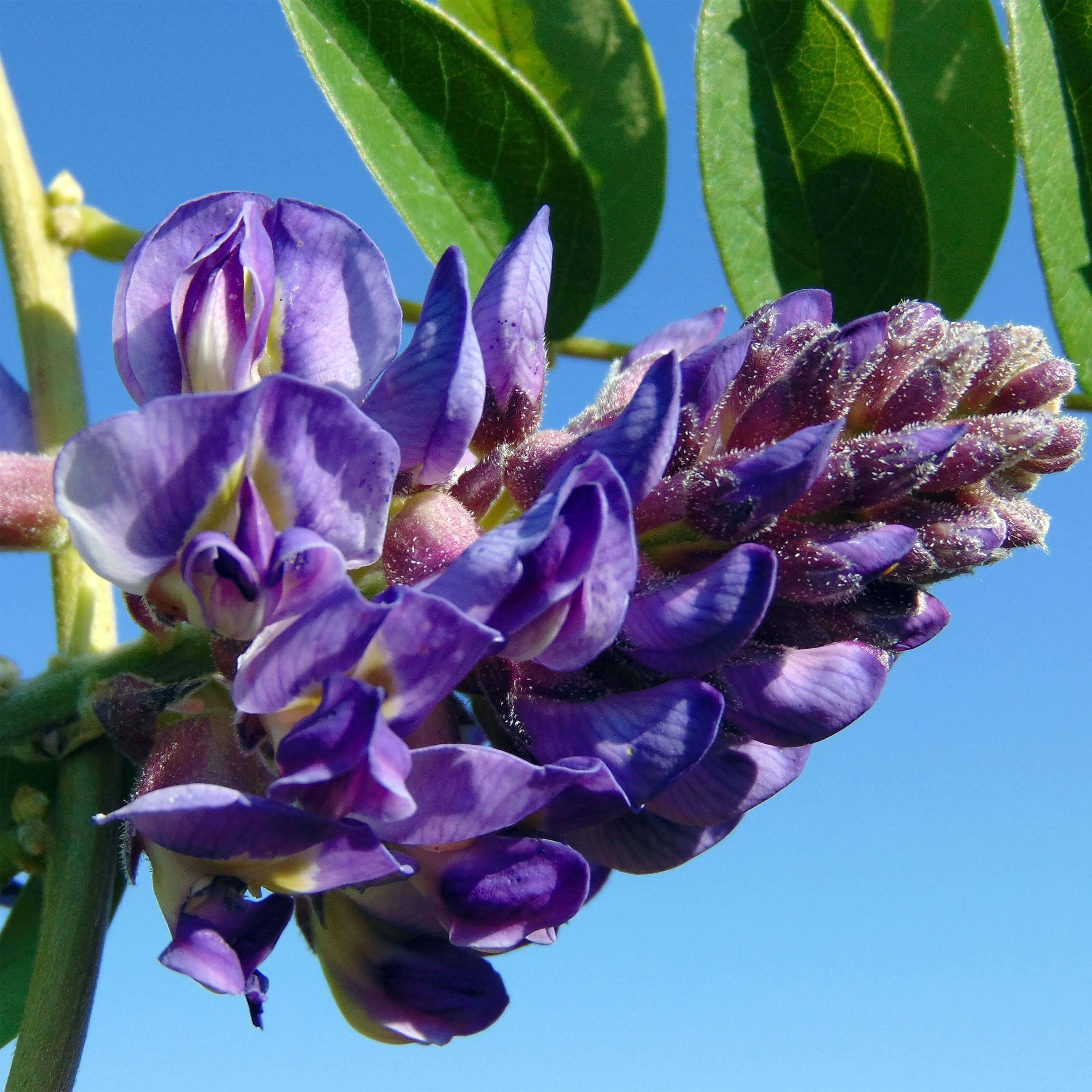 Promesse de Fleurs - Glycine - Wisteria frutescens Longwood Purple Pot de 3L/4L