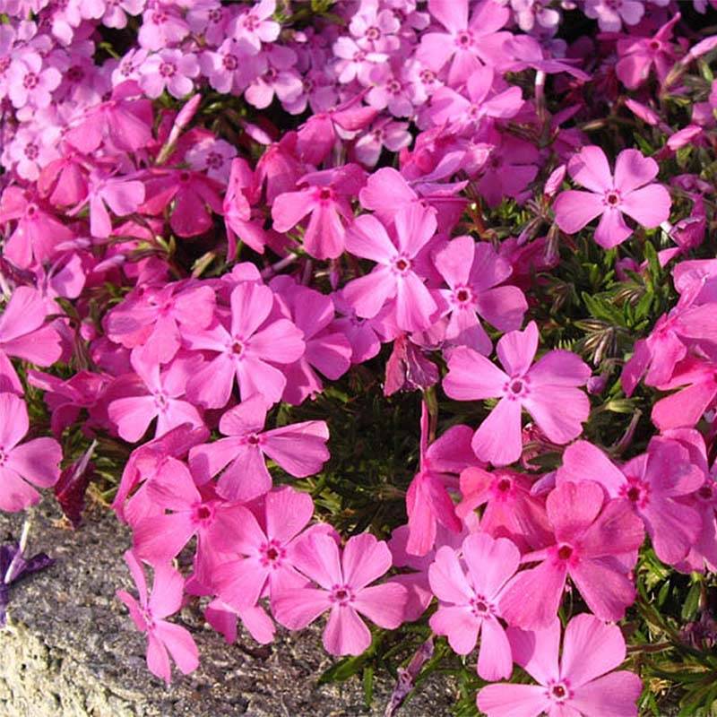 Promesse de Fleurs - Phlox subulata McDaniel's Cushion - Phlox mousse Mini-motte Ø 3/4 cm (par 5)