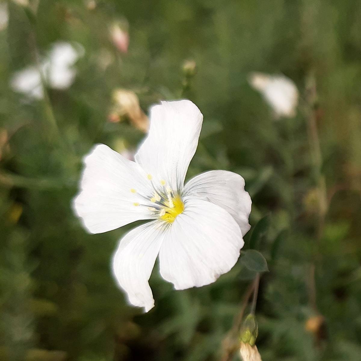 Promesse de Fleurs - Linum perenne Diamant - Lin vivace Godet de 8/9 cm